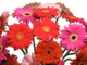 flowers-horoscope